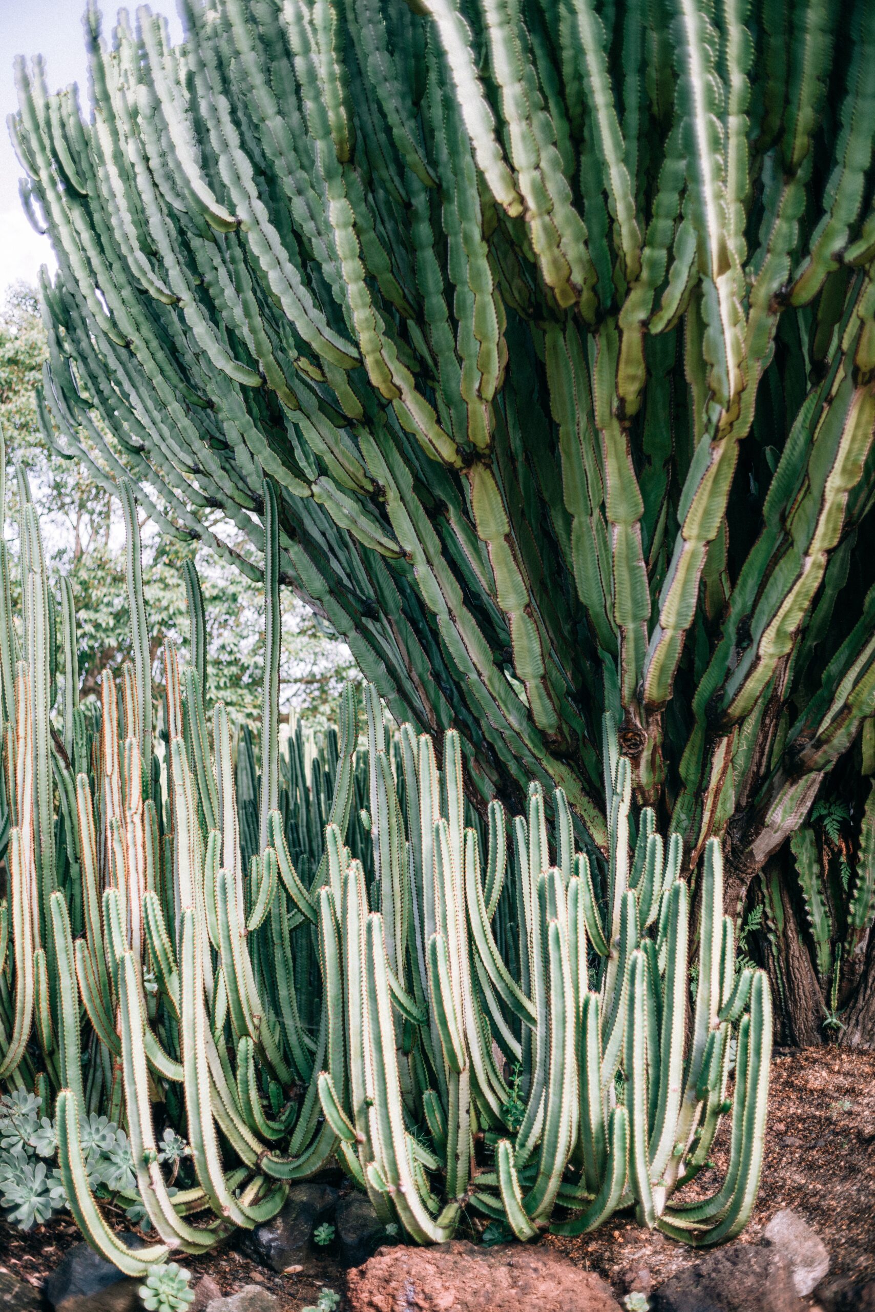 Cactus Aida Morales
